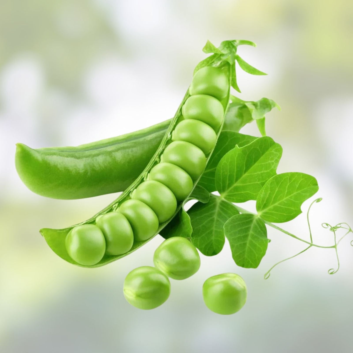 Heirloom Pea Seeds Early Alaska Variety 100+ Seeds Pisum sativum for Fresh or Canned Use