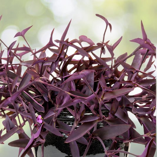 Purple Queen Plant 4" Pot Tradescantia pallida Purple Heart Live Spiderwort Indoor Decor