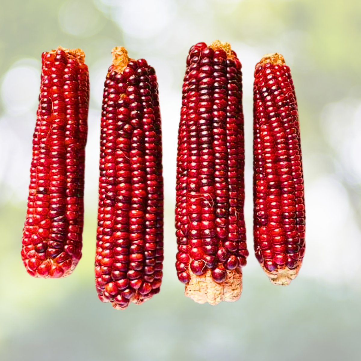Heirloom Seeds - 50pcs Bloody Butcher Corn - Non-GMO, Open-Pollinated - Zea mays