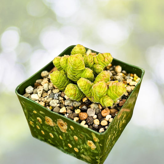 Rattlesnake Tail Succulent - 4" Live Plant - Crassula columella - Rare Columnar Succulent for Rock Gardens & Collectors