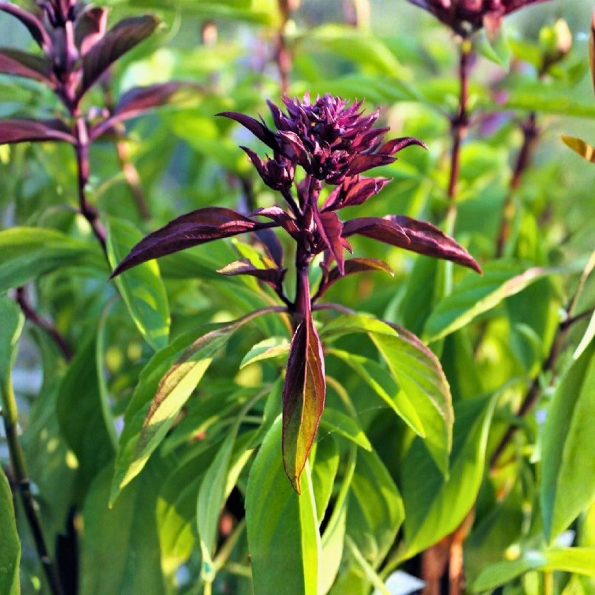 Thai Basil Seeds Pack – 25 Seeds – Sweet Flavor – Ocimum basilicum var. Thai – Herb Seeds for Cooking and Gardening