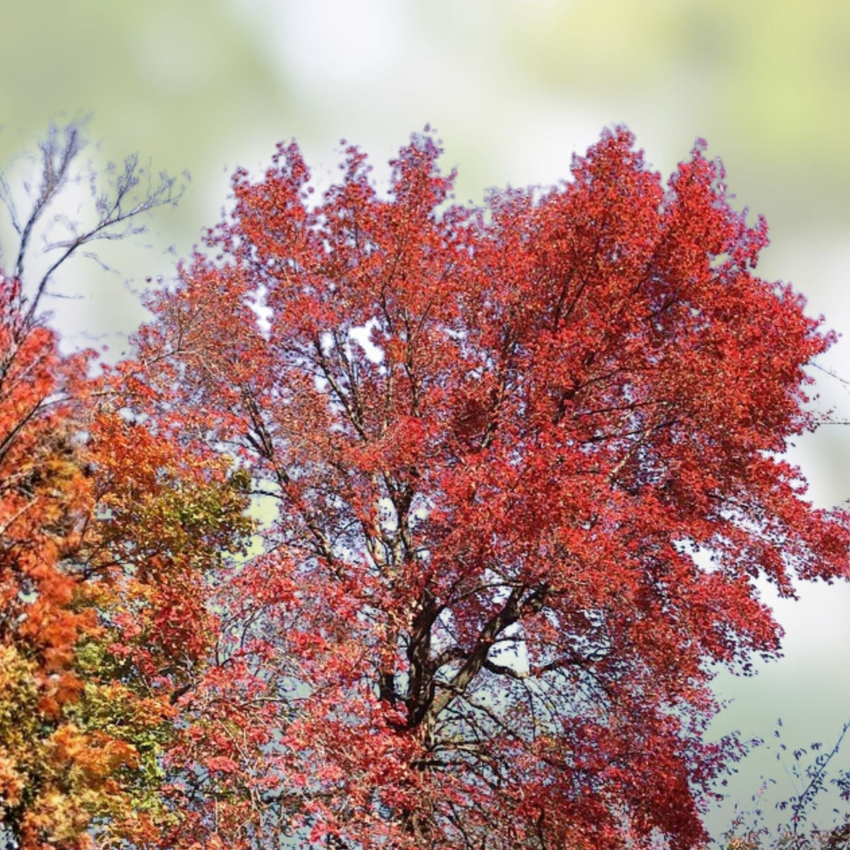 Live Blackgum Tree Plants Set of 2 | 16-24 Inches | Nyssa sylvatica Bare Root Hardwood Trees