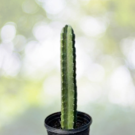 Cereus Peruvian Apple Cactus Cutting   6 Inch Segment   Succulent Plant Cutting   Cactaceae Family