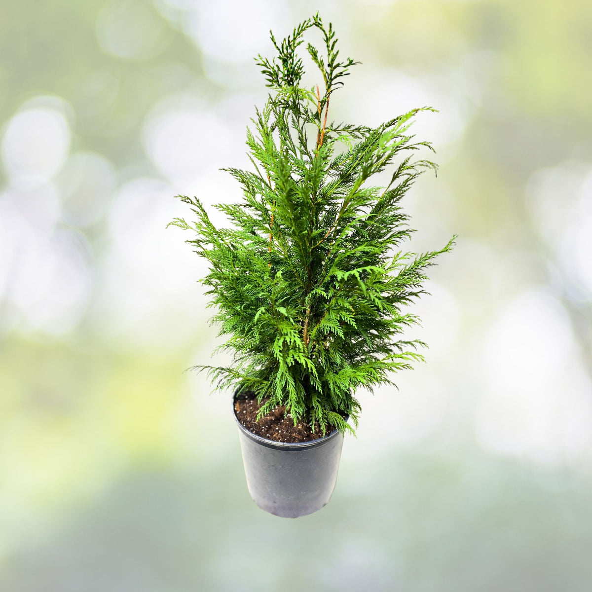 Leyland Cypress Tree Starter Plant - 10 Bare Root Evergreen - Cupressocyparis leylandii - Fast Growing Hedge for Zones 5-9