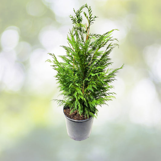 Leyland Cypress Tree Starter Plant - 10 Bare Root Evergreen - Cupressocyparis leylandii - Fast Growing Hedge for Zones 5-9