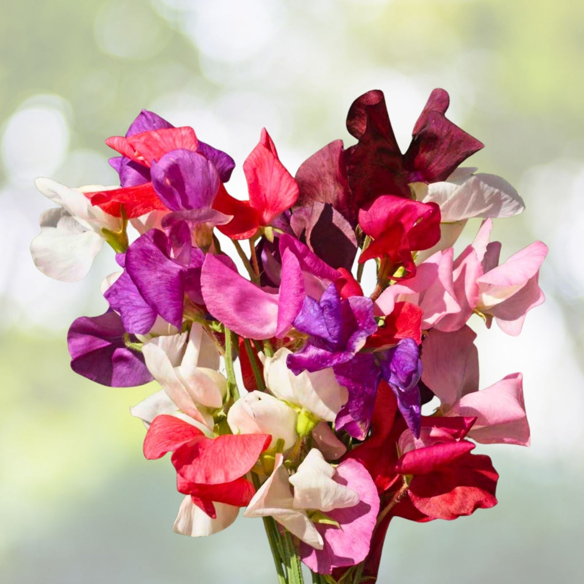 Sweet Pea Seeds 35+ Non-GMO Annual Flower Seeds Lathyrus odoratus Garden Climbing Vine Variety
