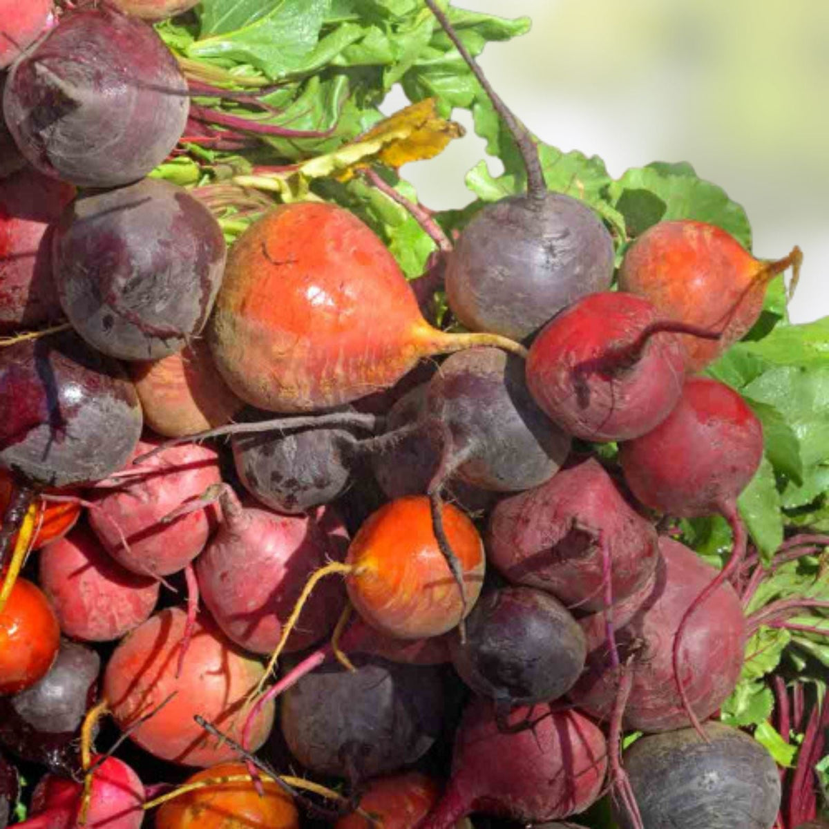 Ruby Queen Heirloom Beet Seeds - 100+ Non-GMO Dark Red Sweet Beta vulgaris Seeds for Gardening and Cooking
