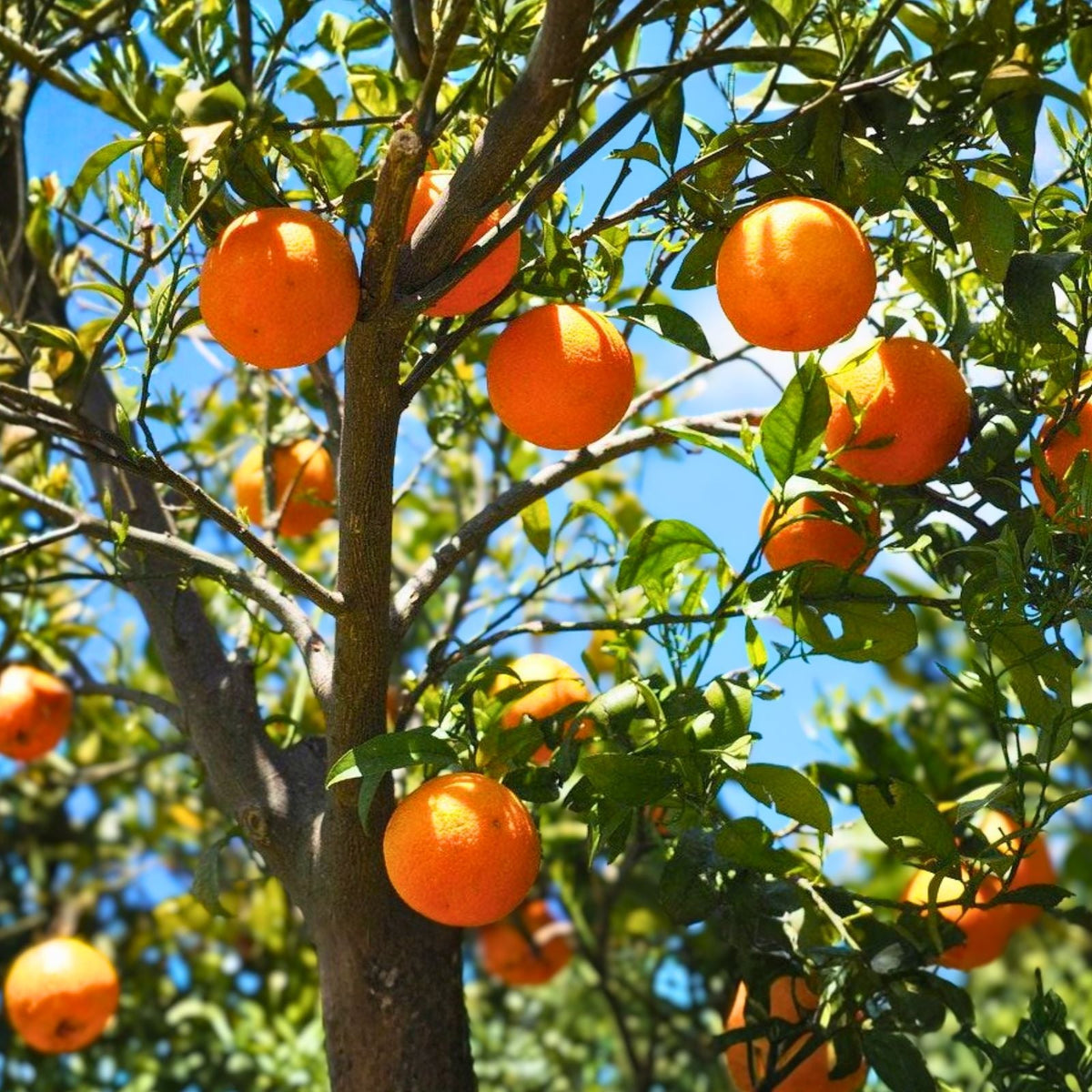 Orange Tree Seeds 10 Pack - Sweet Juicy Variety - Citrus Sinensis - Ideal for Home Gardening and Organic Planting