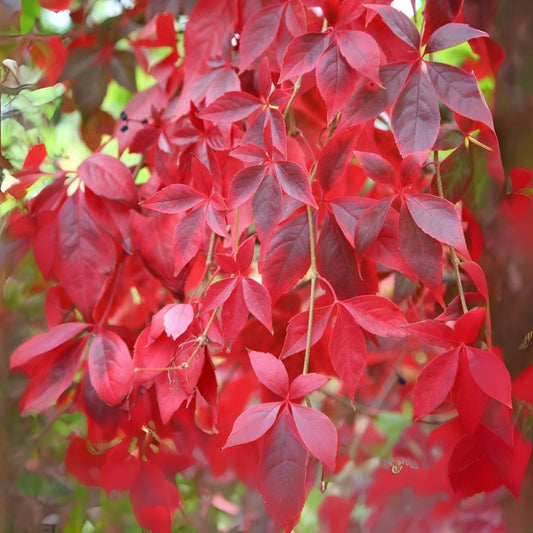 Virginia Creeper Seeds - 50+ Seeds - Parthenocissus quinquefolia - Fast-Growing Climbing Vine for Garden and Landscape