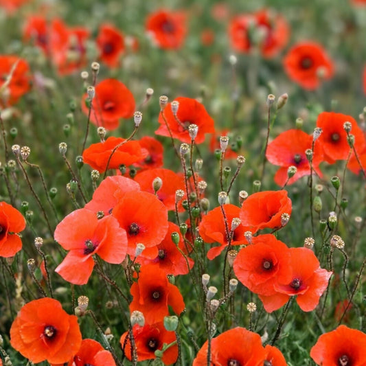 California Poppy Seeds 500 Count Bright Orange Flowers Eschscholzia californica Wildflower Seeds