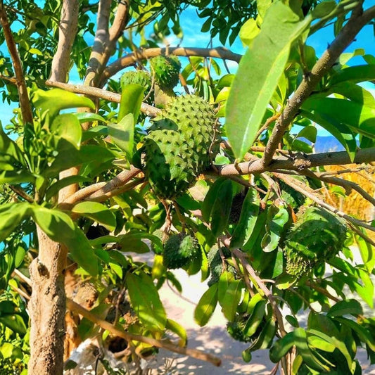 Soursop Tree in 5" Pot, Guanábana Tropical Fruit Tree, Annona muricata, Edible Landscaping, Home Garden Plant