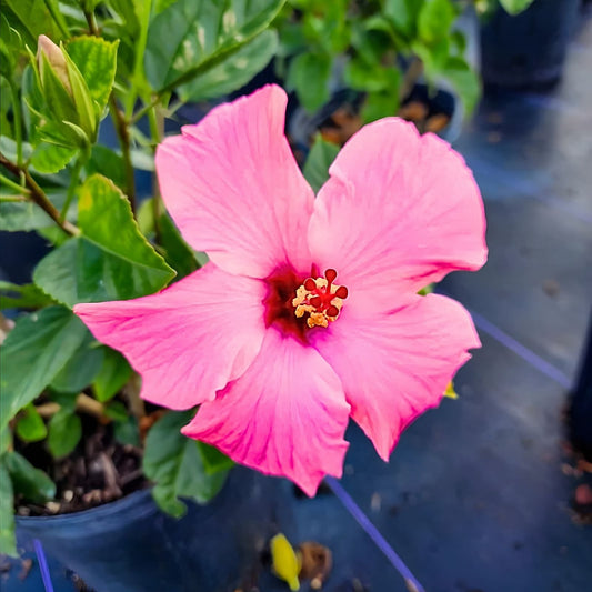 Tropical Hibiscus Plant 9" Pot Exotic Red Flowers Hibiscus rosa-sinensis Vibrant Blooms for Home Garden