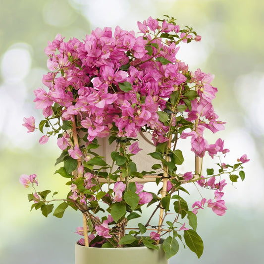 Bougainvillea Houseplant 6in Pot White Pink Paperflower Bougainvillea spp. Tropical Indoor Outdoor Plant