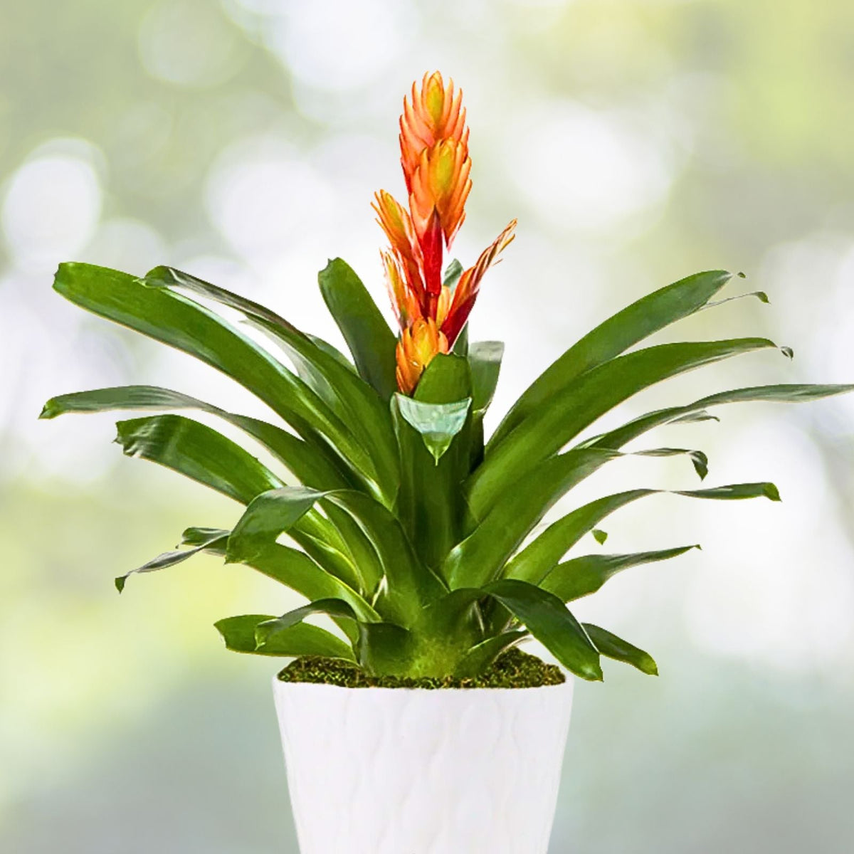 Bromeliad Plant 9" Pot Witrukia Superbum - Tropical Indoor Houseplant with Unique Foliage - Easy Care Plant for Home Decor