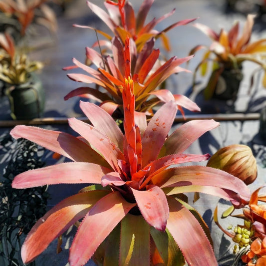 Bromeliad Plant 9" Aechmea Patricia's Secret - Tropical Indoor Houseplant, Easy Care Live Plant for Home Decor
