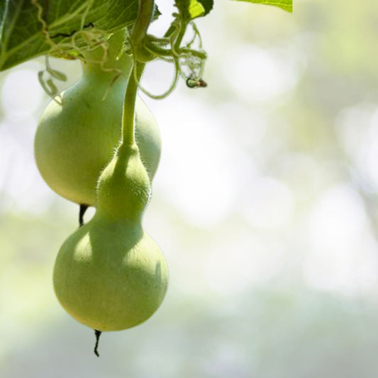 Heirloom Gourd Seeds | Crown of Thorns | Unique Decorative NON-GMO Variety | Lagenaria siceraria