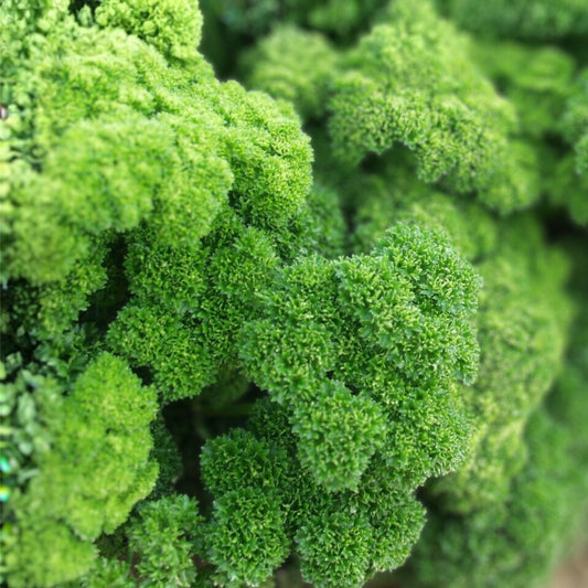 Heirloom Moss Curled Parsley Seeds, Non-GMO, 500+ Seeds, Petroselinum crispum, Culinary Herb, Organic Gardening, Fresh Flavor