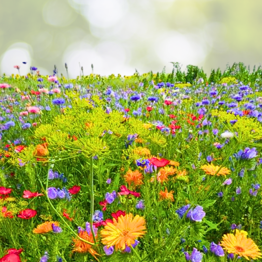 Wildflower Mix 5000 Seeds Dry Area Blend with Perennials Non-GMO for Landscaping - Ideal for Drought Tolerant Gardens