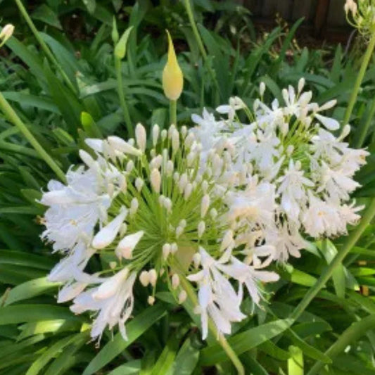 Agapanthus Live Plants Getty White Perennial Flowering Plants No Pot Ideal for Gardens and Landscaping