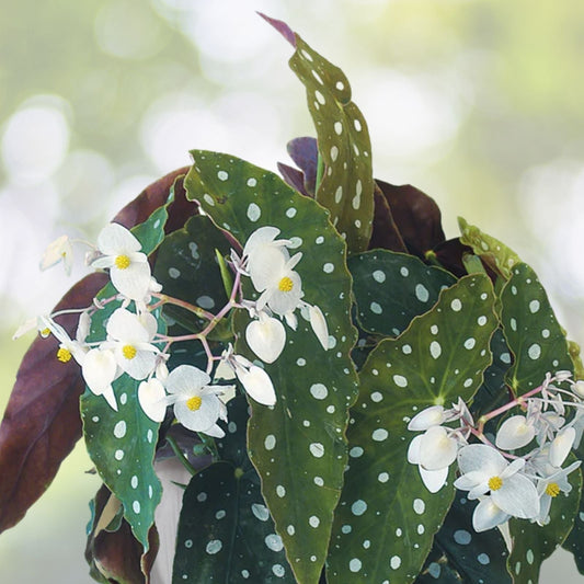 Lemon Glow Begonia Seeds 45 or 125 Non-GMO Flower Seeds Begonia Maculata Variety