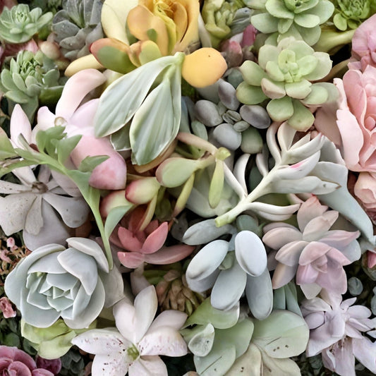 Assorted Succulent Cuttings 20 Pack Colorful Variety for Planting, Crafting, Home Decor, Gifts - Echeveria, Sedum, Aloe