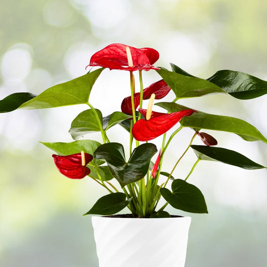 Anthurium Plant 3 Gallon Pot - California Variety - Anthurium andraeanum - Tropical Houseplant for Indoor Decor
