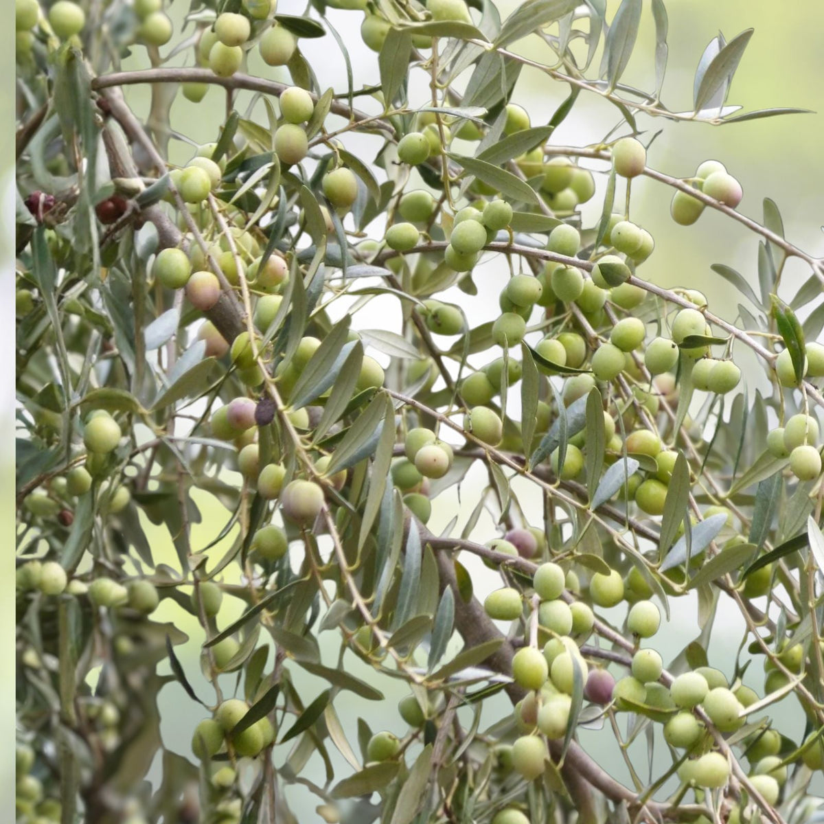 Arbequina Olive Tree - 1 Gallon Potted - Olea europaea - Perfect for Home Gardens or Patio Containers