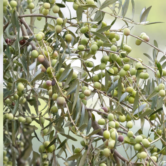 Arbequina Olive Tree - 1 Gallon Potted - Olea europaea - Perfect for Home Gardens or Patio Containers