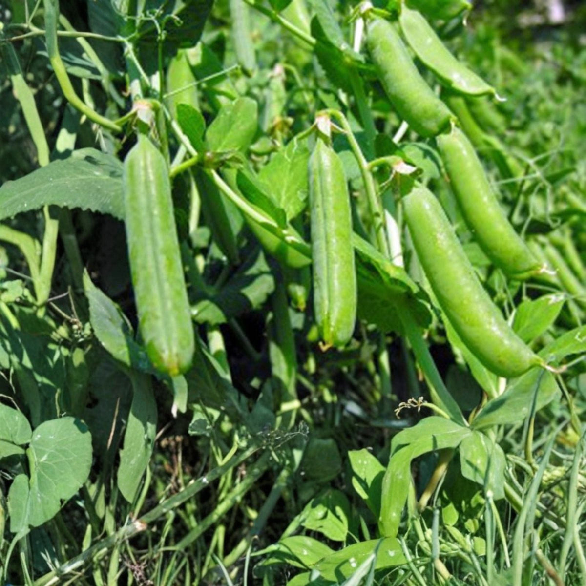 Large Hot Cherry Pepper Seeds – Heirloom Non-GMO Capsicum annuum – 500 Seeds for Spicy Garden Growth