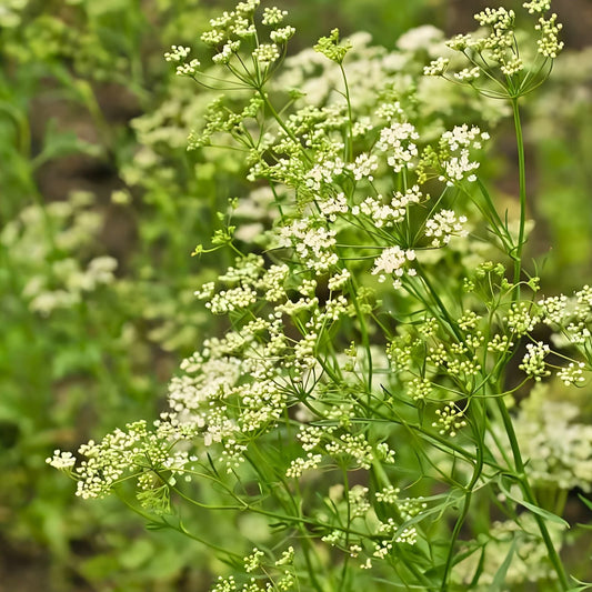 Anise Seeds 100+ Heirloom Herb Spice Pimpinella anisum Aromatic Culinary Seeds