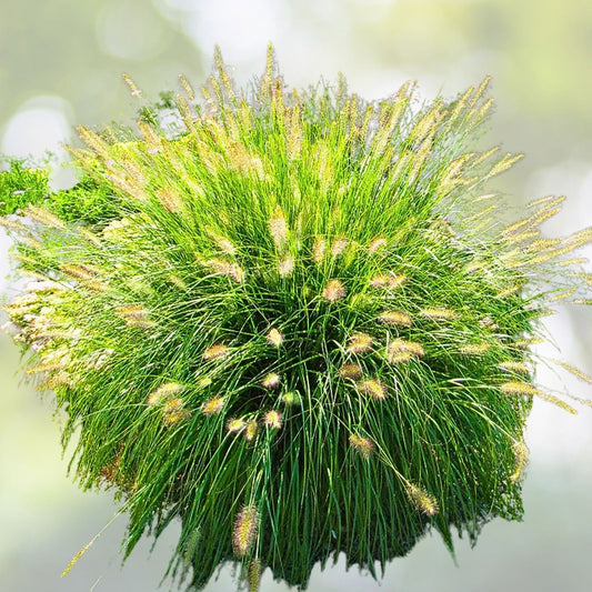 Dwarf Fountain Grass 2 Gallon Easy Care Pennisetum alopecuroides 'Hameln' - Ornamental Grass for Garden Landscaping