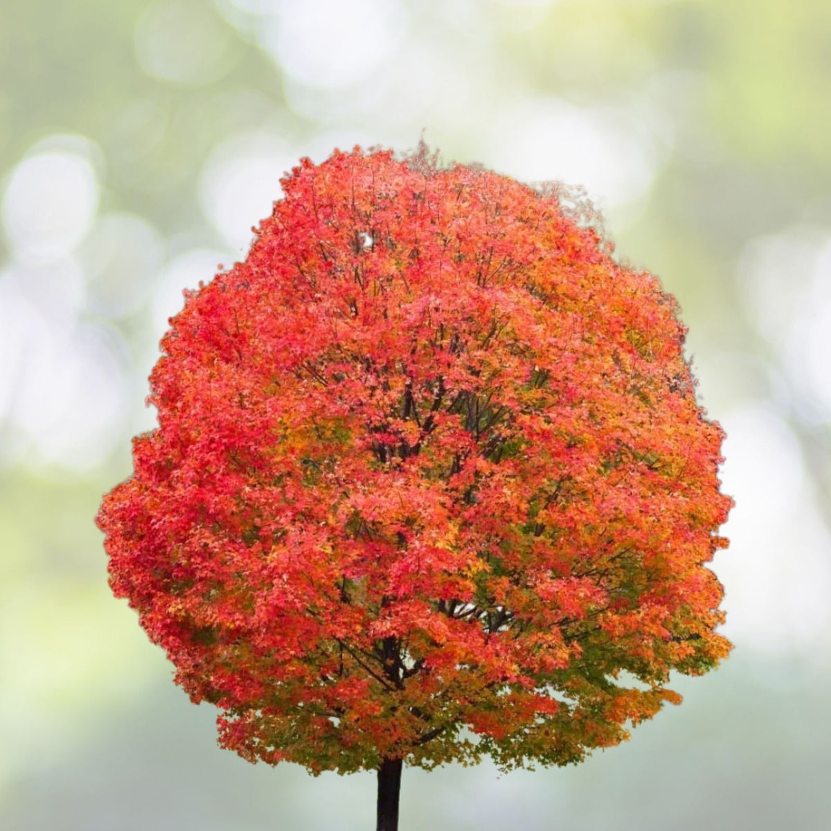 Sugar Maple Tree 6 12 Inch 4 Inch Pot Deciduous Acer Saccharum Seedling Plant