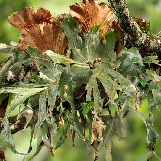 Staghorn Fern Plant | Unique Platycerium Stemaria 'Laurentii' | Exotic Indoor Epiphyte for Home Decor