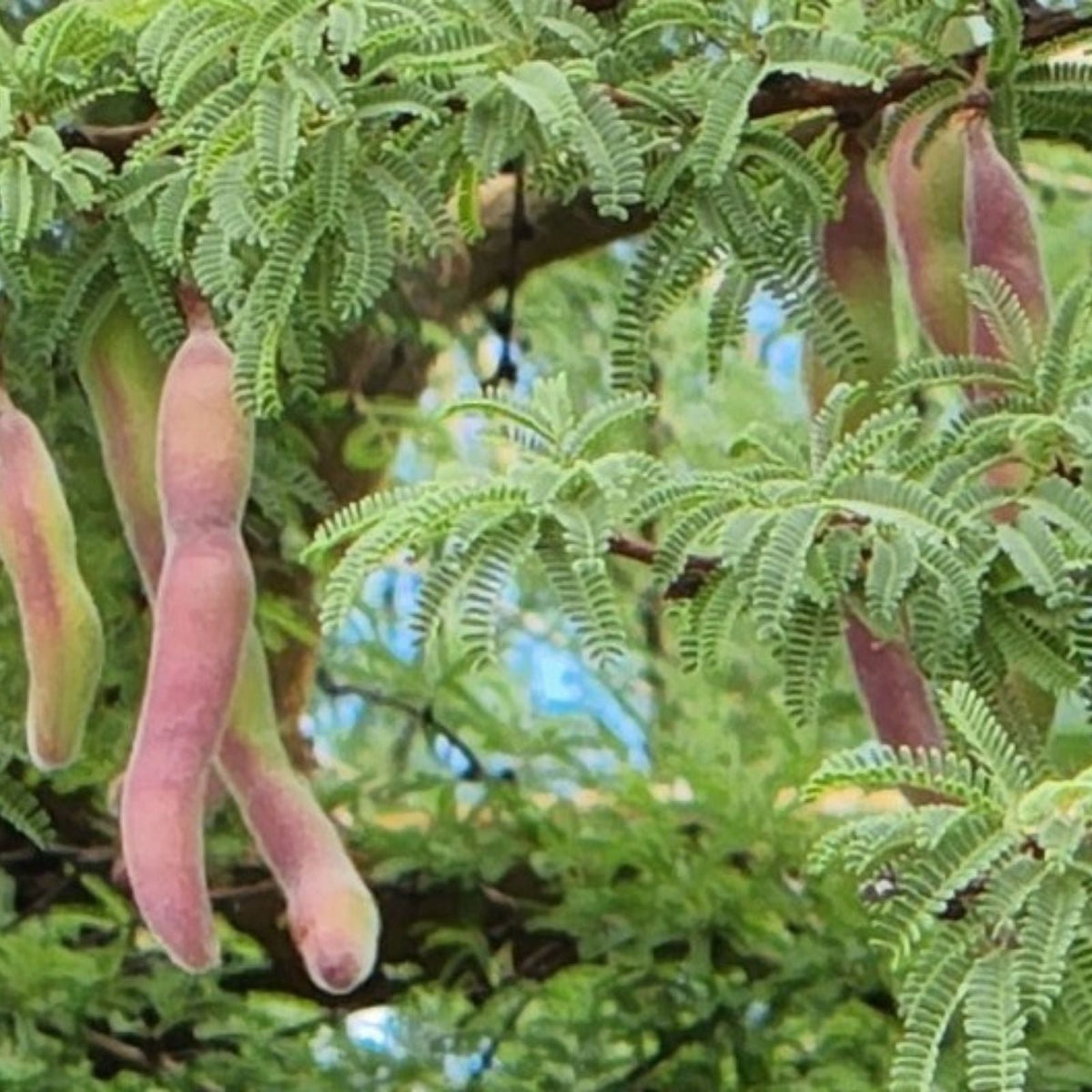 Twisted Acacia Huisachillo Tree Seeds – 20 Rare Drought-Tolerant Acacia Schaffneri Native Plant Seeds