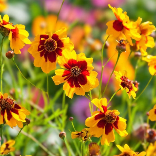 Coreopsis Seeds 100+ Plains Coreopsis Wildflower Seeds - Drought Tolerant Bright Yellow Flowers - Coreopsis tinctoria