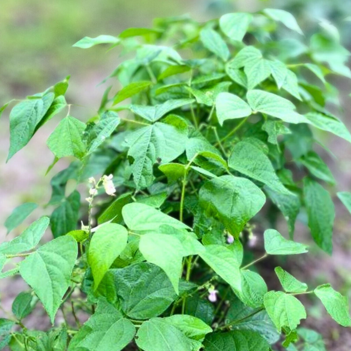 Stringless Bush Beans 1lb - Strike Variety - Phaseolus vulgaris - 55 Days Maturity, Perfect for Home Gardens