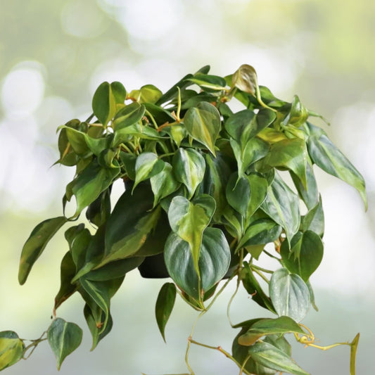 Philodendron Brasil House Plant 6in Hanging Basket, Philodendron 'Brasil', Low Light Tolerant, Fast Shipping