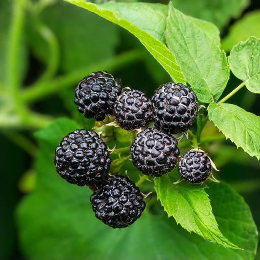 Cumberland Black Raspberry Plant - 1-2 Years - Hardy, Disease Resistant - Rubus occidentalis - Home Garden Fruit Plant