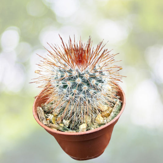 Mammillaria Spinosissima Cactus 3" Pot - Red Headed Irishman - Spiny Pincushion - Mammillaria spinosissima