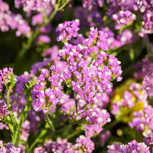 Statice Seeds 85 Non-GMO Twilight Flower Seeds Limonium sinuatum Garden Annual Cut Flower