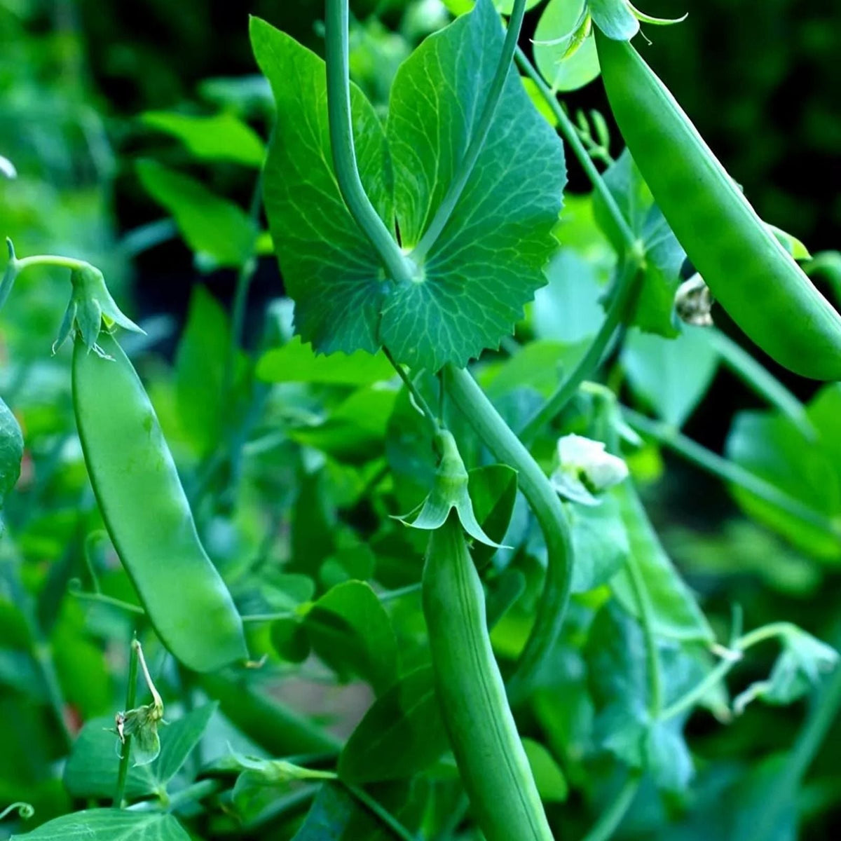 Sugar Snap Pea Seeds 100+ Count Heirloom Variety Pisum sativum for Planting Vegetable Seeds