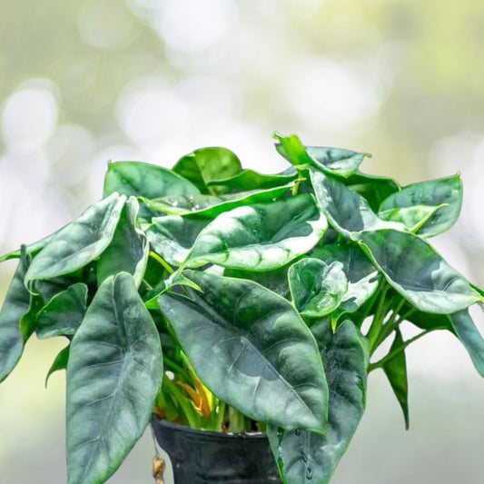 Alocasia Reversa 6" Pot - Unique Houseplant with Dark Veined Leaves - Alocasia reversa