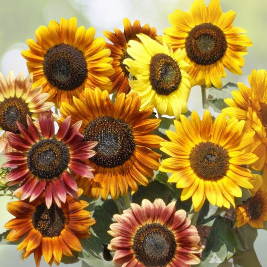 50 Mardi Gras Mix Sunflower Seeds for Planting, Hummingbird and Butterfly Friendly, Helianthus annuus