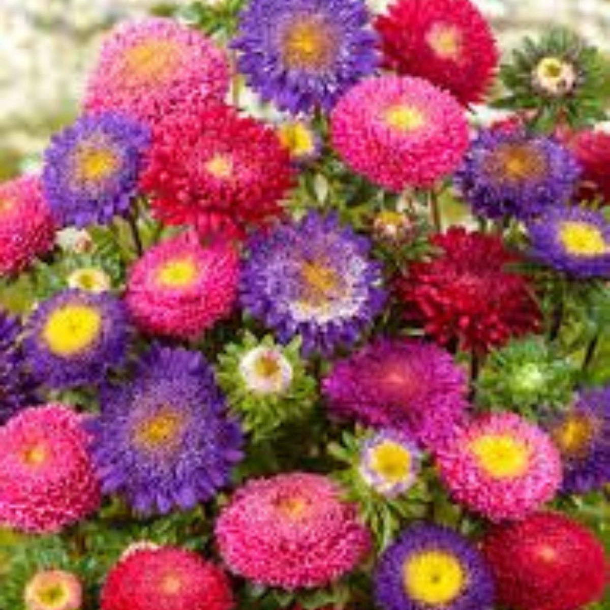 Aster Seeds Powder Puff Mix 100 Seeds - Beautiful Annual Cut Flowers - Aster spp.