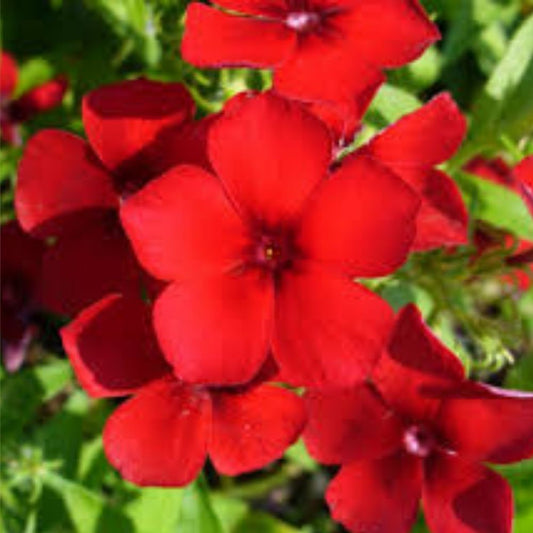Red Drummond Phlox Seeds 200 Organic Seeds Phlox drummondii USA Grown