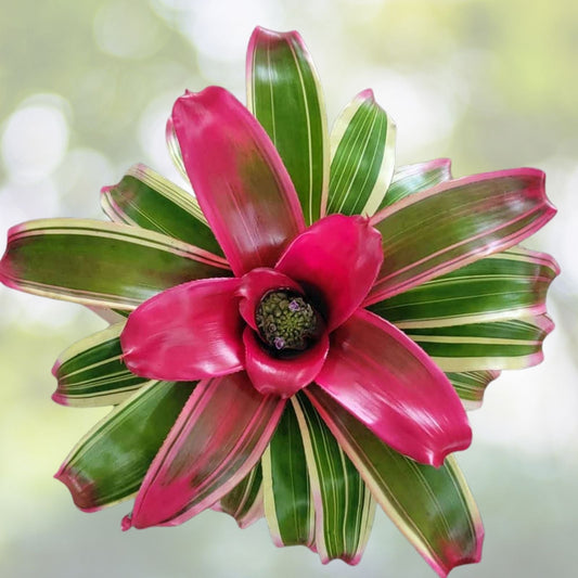 Neoregelia Dharma Bromeliad Plant 6" Pot, Colorful Tropical Houseplant, Neoregelia spp., Ideal for Indoor Gardens