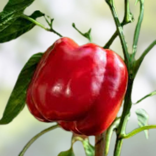 Sweet Pepper Seeds 100 Count Pretty N Sweet Variety Capsicum annuum Non-California Shipping