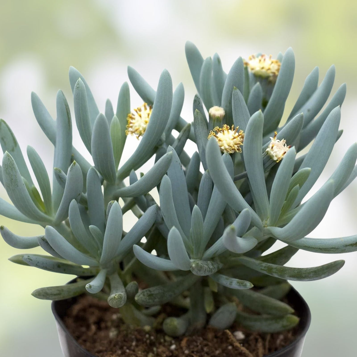 Blue Chalk Sticks Succulent Cutting - Live Plant, Easy Care, Rare Senecio mandraliscae, Blue Gray Foliage, Indoor & Outdoor Plant