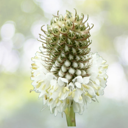 Organic White Clover Seeds - 100+ Count - Dalea candida - Non-GMO, Eco-Friendly Gardening Supplies