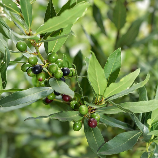 Bay Laurel Tree Cuttings - 10 Stem Propagation Set - Culinary Herb - Bay Leaf (Laurus nobilis)